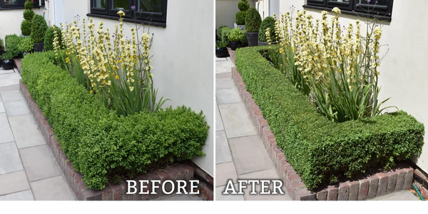 hedge trimming service, hedging specialists, who trims hedges near me, hedge removal companies