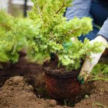 Tranplanting a plant 