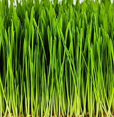 Close-up of fresh green wheatgrass blades densely packed together.