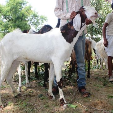 ONLINE BAKRA, EID KA BAKRA, QURBANI KA BAKRA, SIROHI GOAT, SOJAT GOAT, BOER GOAT, TOTAPARI GOAT, JAM