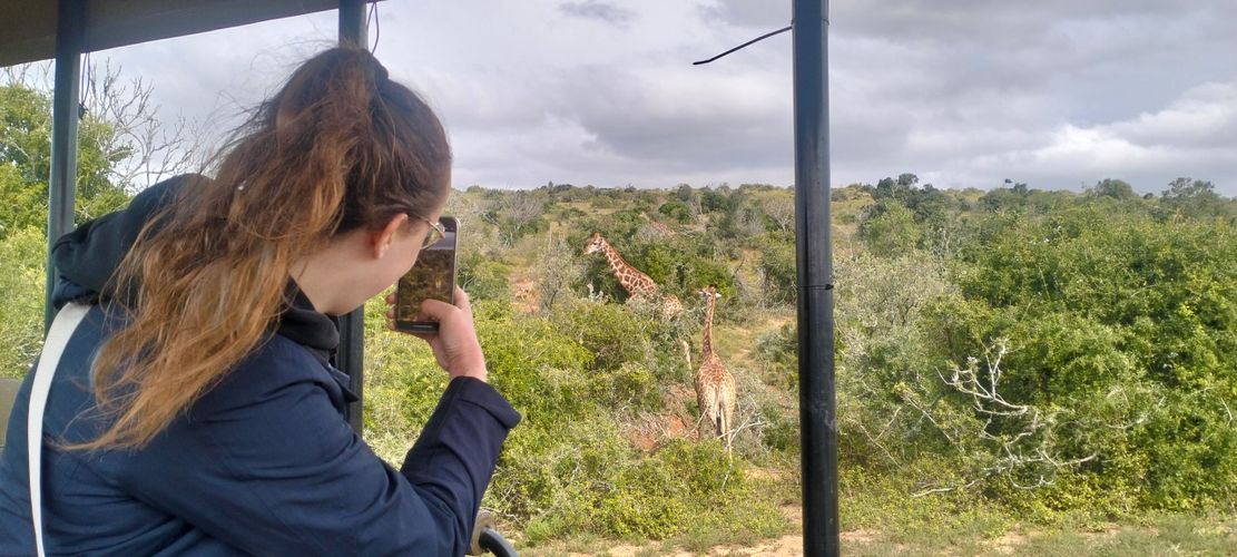 Woman takes photo of giraffes from safari vehicle in lush greenery.