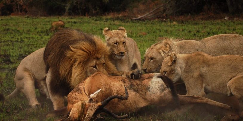 A pride of lions feeding on a wildebeest carcass in the wild.