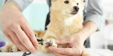 Person trimming a dog's nails carefully with clippers.