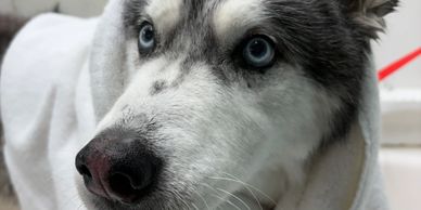 Close-up of a husky dog with striking blue eyes wrapped in a white towel.