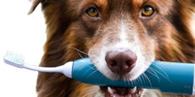 Dog holding an electric toothbrush in its mouth.