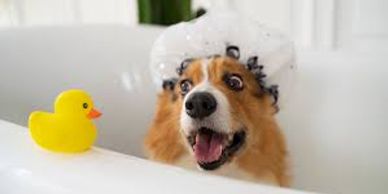 A dog in a bathtub wearing a shower cap with a rubber duck beside it.