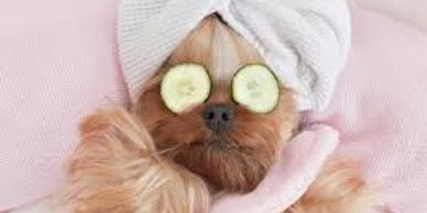 A dog relaxing with cucumber slices on its eyes and a towel wrapped around its head.
