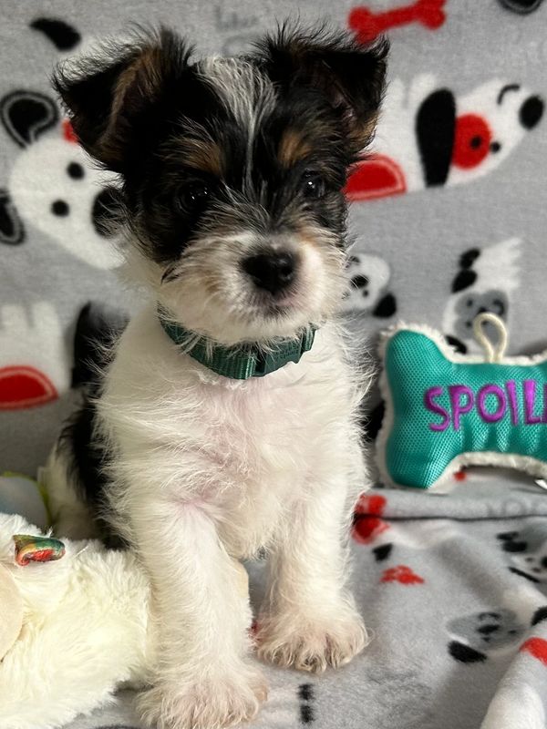 My Precious Yorkies Puppies for Sale Phoenix, Arizona