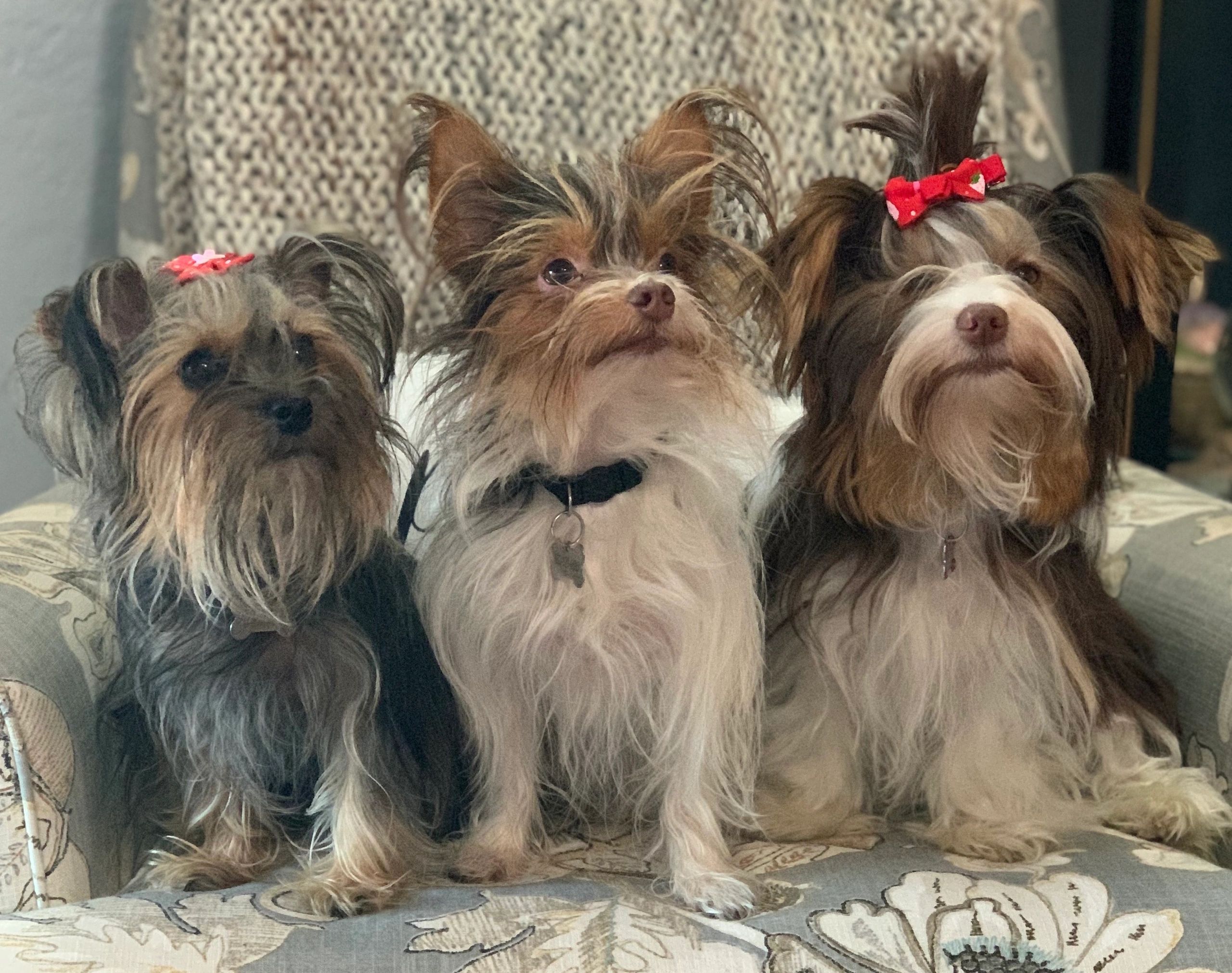 My Precious Yorkies Puppies for Sale Phoenix, Arizona