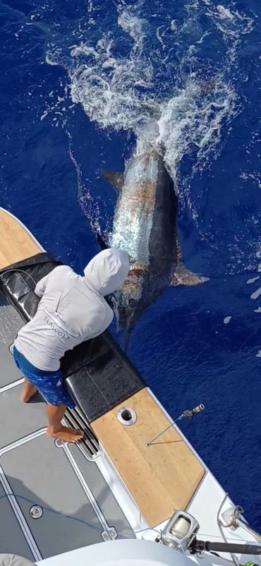 Big Marlin fishing with Fish Bora Bora