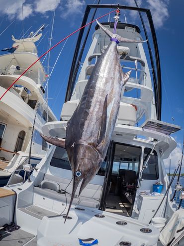 Marlin being weighed on  the custom designed SeaWolf gantry