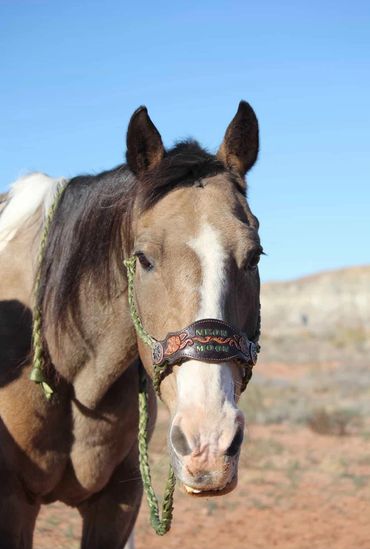 Close-up of a brown horse with a decorative halter in a desert landscape.