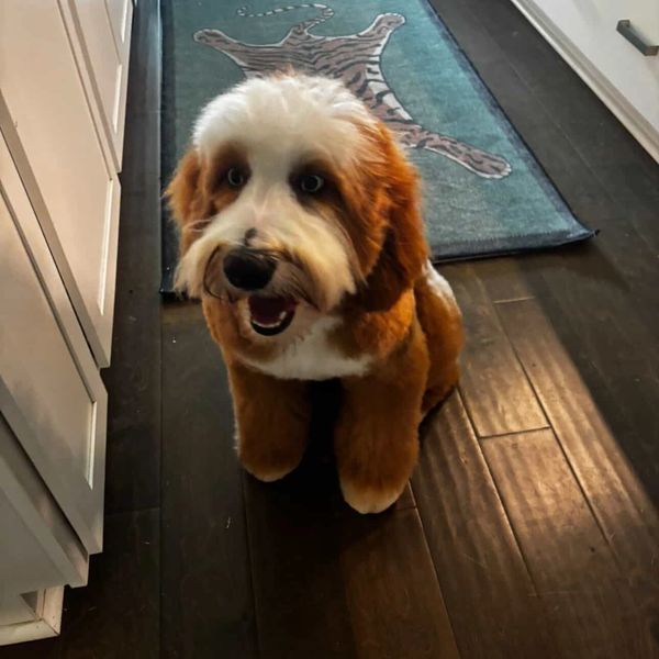 Luxe is an elegant and affectionate Mini bernedoodle