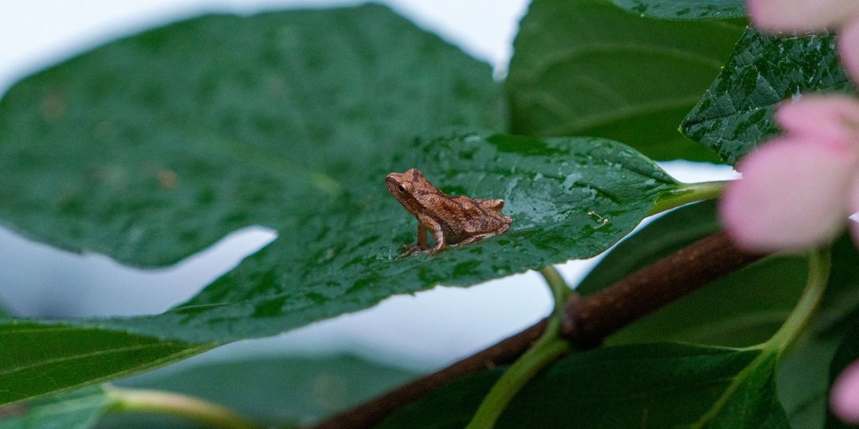 tree frog on a leaf