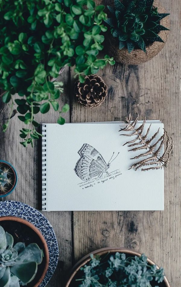 Butterfly sketch on wooden planks with pine cone and plants
