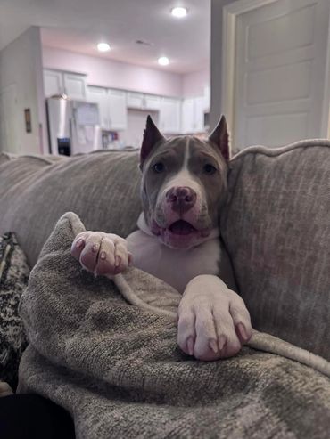A dog relaxing on a couch, partially covered by a blanket.