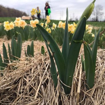 our special interest and passion are  pasture raised heirloom  narcissus. 