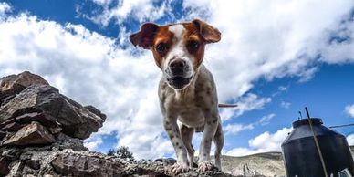 Thorough dog park and hiking guide to get you on your way!  Outdoor activities with your dog.