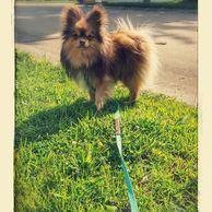 The best dog collars, dog id tags, dog leashes, and more!  Dog collars, id tags, and leashes on sale