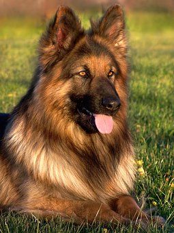 german shepherd hair trimmer