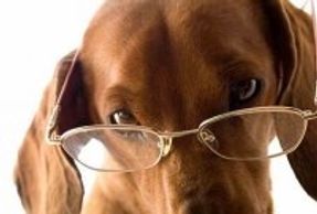 How many words can a dog understand?  Well, probably more than your ex. No, I didn't say that outlou