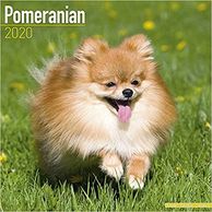 Pomeranian 2020 Calendar.  Find sale items now on gifts for the dog lover.