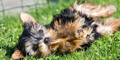 What to look for when buying dog treats.  Guess what?  Almost the same rules we have!  