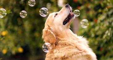 Backyard fun for your dog.  One doesn't have to venture far for an adventure!  Outdoor activities wi