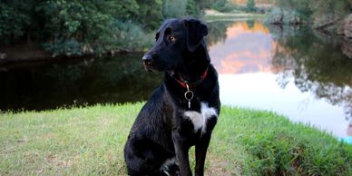 Camping with your dog sounds like a wonderful way to celebrate the warm weather.