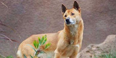 Fifteen longest living dogs.  Beautiful captions and information on the longest living breeds.