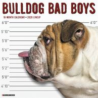 Bulldog Calendar.  Gifts for the Bulldog lover.