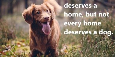 Dog boosty boosts!  Inspirational dog quotes to brighten your day!
