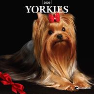 Yorkshire Terrier calendar.  Gifts for the Yorkshire Terrier lover.  Discounted gifts for the dog lo