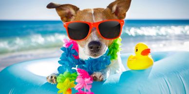 Traveling with your dog on holidays.  Preparing for a holiday trip with your dog.