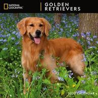 Golden Retriever Calendar.  Gifts for the Golden Retriever lover.  Discounted gifts for the dog love
