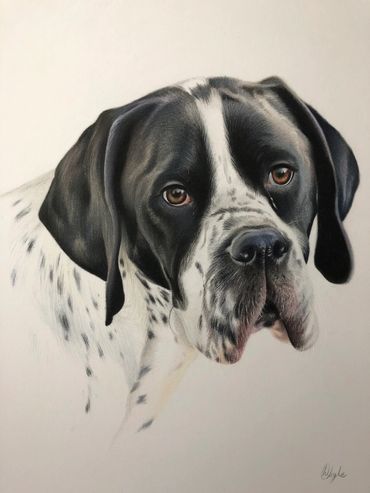 English pointer drawing