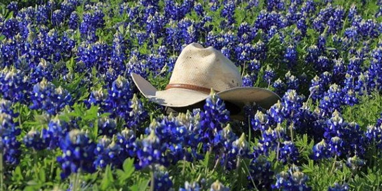 A cowboy hat resting in a field of vibrant bluebonnet flowers.