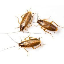 Roach, Roaches, Bugs, Pests, Pest control