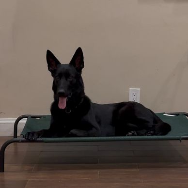 Black dog laying on a raised bed indoors.