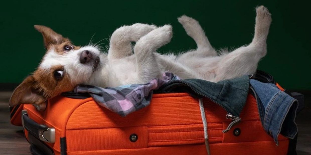 Dog lying on an orange suitcase with clothes.