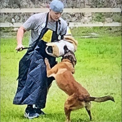Man training a dog with a bite sleeve in a grassy field.