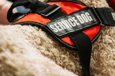 Close-up of a service dog vest.
