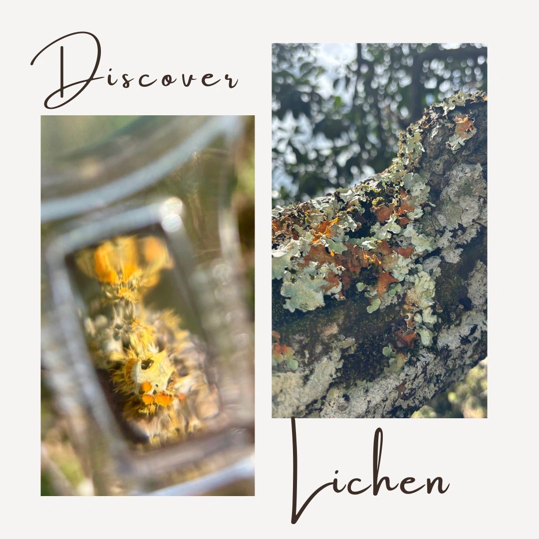 Discover the Magical World of Lichen! 