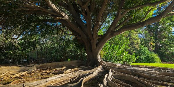 Large tree with sprawling roots above ground in a sunny park.