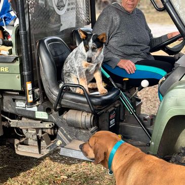 Australian Blue Heeler puppy learning to work by watching 