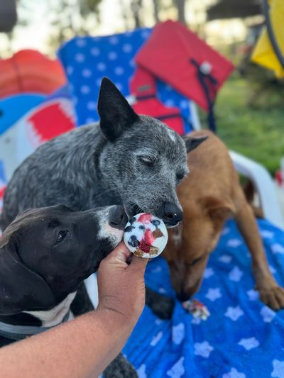 Three dogs eagerly eat treats from a person's hand.