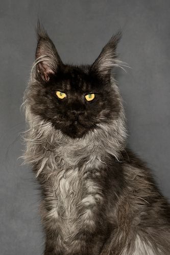 Benjamin is our black smoke polydactyl Maine coon. Health Tested Maine Coon Nashville TN. 