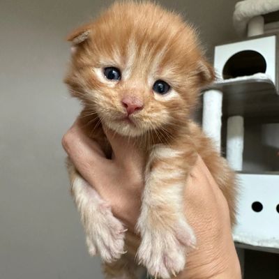 Meet our 2-week-old Maine Coon kitten – tiny but full of personality already.