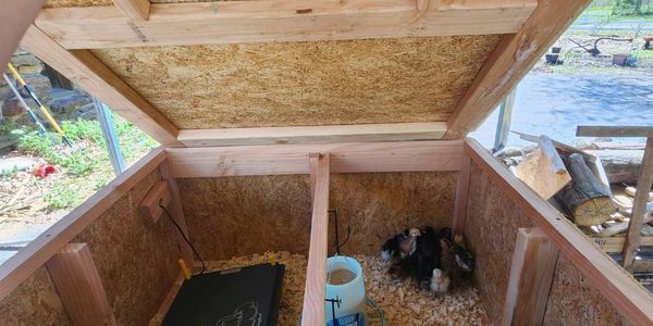 Inside view of a wooden chicken coop with chicks, feeder, and heat lamp.