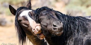 Two stallions playing.